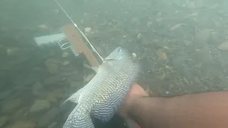 Spearfishing Tilapia in the Beautifull River Lot of fish | Amazing Spearfishing with new spearguns