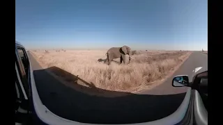 360 Virtual Reality Elephant Educational Experience​