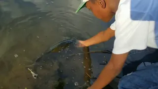 Florida boy releases fish in adorable viral video