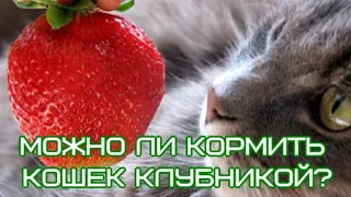 Можно ли кормить кошек клубникой? Can cats eat strawberries?