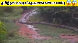 GIANT Anaconda Snake in Tamil Nadu / Tirunelveli Kadayanallur