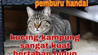 4 Jenis Kucing Kampung Yang Lucu dan Bagus Untuk Dipelihara