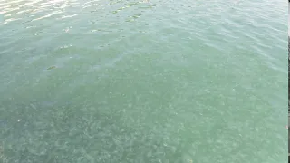 Тысячи медуз у море Геленджика