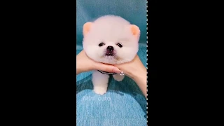 Tik Tok Chó Phốc Sóc Mini 😍 Funny and Cute Pomeranian#Shorts 1 Mini cute