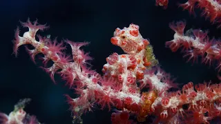 Secrets of the Sea - Close-Ups