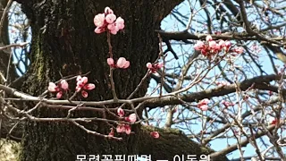 목련꽃필때면(최성수)