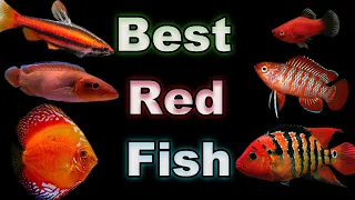 The Best Red Fish Options for Your Aquarium - We Have Something For Every Size Tank!