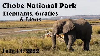 Chobe National Park - Land Safari - Kasane, Botswana Africa - July 14, 2022