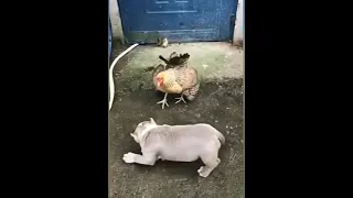 gangster chicken vs dog #shorts  #cute dogs