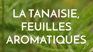 La tanaisie et ses délicieuses feuilles aromatiques !