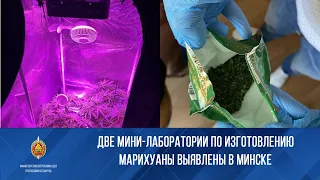Две мини-лаборатории по изготовлению марихуаны выявлены в Минске