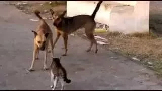 Кошка защищает свою подругу от собак-Cat Defends its Friend From Dogs