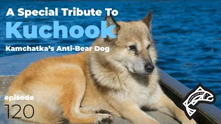 A Tribute to Kamchatka, Russia’s Top Alpha Dog - Kuchook