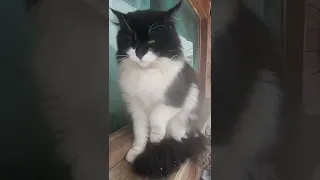 Кот Кузя обаятельный котик сытый и чистый