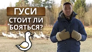 Деревенские истории. Гуси на ферме