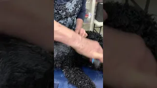 PWD Grooming - Wet brushing