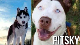 10 Incredible Mixed Breed Dogs