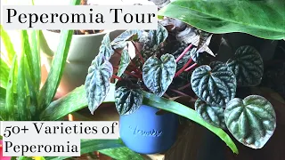 All Of My 50+ Varieties Of Peperomia | Houseplant Tour