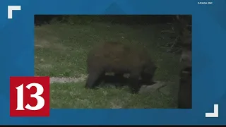 Black bear spotted in southern Indiana