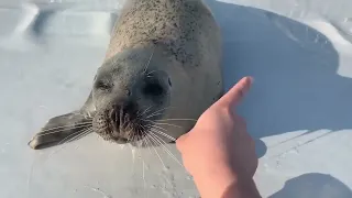 Seal video archive museum: Playing Hide and Seek with her mama ❤️(aguhiyori ❤️✨🦭👌)