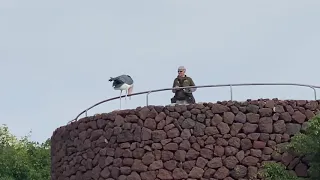 Jungle park Tenerife - birds show. Тенерифе парк джунглей птицы.