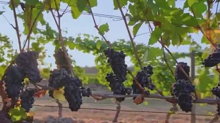 40 wineries file $102M lawsuit against PacifiCorp for ‘negligence’ in 2020 wildfires