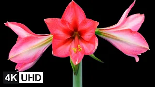 🔥 4K Flowers Time Lapse | Blooming, Dying, Resurrection | Crab Apple, Apricot, Orchid, Dahlia, etc.