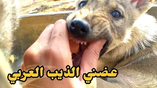 هاجمني اصغر ذئب عربي صحراوي شرس جدا ! #أبو مقتدى