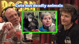 joe rogan freaks matt rife out | wild animals been kept as pet but their nature kick in.