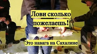 Лови сколько пожелаешь! Это навага на Сахалине!