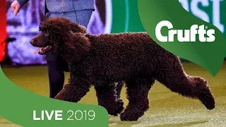 Crufts 2019 Day 1 - Part 3 LIVE