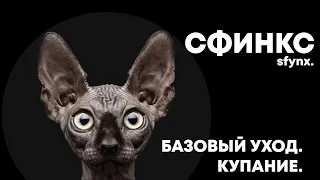 СФИНКС. БАЗОВЫЙ УХОД. КУПАНИЕ.