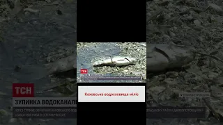 🐟 Массовый мор рыбы: обмеление Каховского водохранилища провоцирует экологическую катастрофу