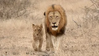 The Skorro Male Lions Reunites with their Lionesses and Cubs! Ep 107