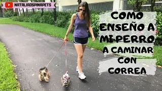 Cómo enseñar a tu perro a caminar con correa - Tips by Natalia Ospina