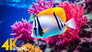 Aquarium 4K VIDEO (ULTRA HD) - Beautiful Coral Reef Fish - Sleep Relaxing Meditation Music