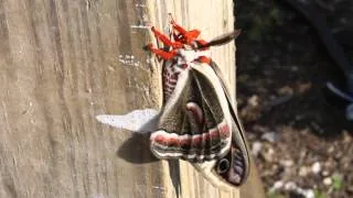 Cecropia the largest moth in North America, the Cecropia