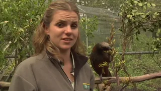 Meet the Locals: Kākā