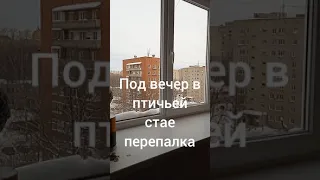 Галку никому не жалко!