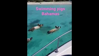 Swimming Pigs 🐷 | Major Cay|Bahamas