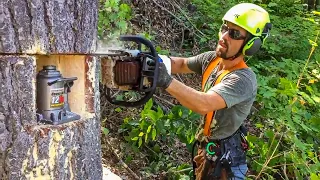 Using A CAR JACK to Fell Large Trees!