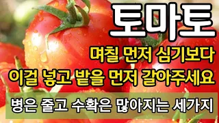 토마토 며칠 먼저 심기보다 이걸 넣고 밭을 먼저 갈아주세요 - 밭에 미리 넣어주면 병은 줄고 수확은 많아지는 세가지