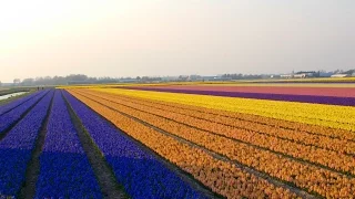 Keukenhof Holland - Beautiful hyacinth flower fields