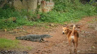 ANIMAL FIGHT (Dog vs Monitor lizard)