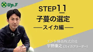 【Up.FTV スイカ編 STEP11】子蔓の選定