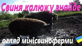 Угорська Мангалиця # Огляд #СамСобіПан