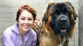 Owners SHOCKED when they found out his breed