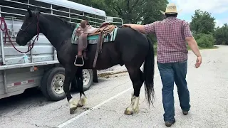 “Homeboy” draft cross gelding