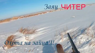 Охота на зайца. Заяц читер!