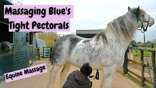 Equine Massage | Using The Massage Gun On Blue's Tight Pectorals | Ravers Mead